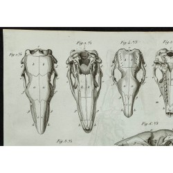 1836 - Têtes et pattes de tatous 