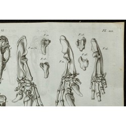 1836 - Têtes et pattes de tatous 