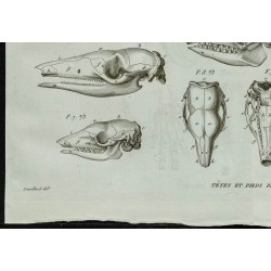1836 - Têtes et pattes de tatous 