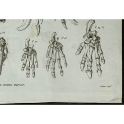 1836 - Têtes et pattes de tatous 