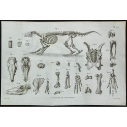 1836 - Squelette complet d'oryctérope 
