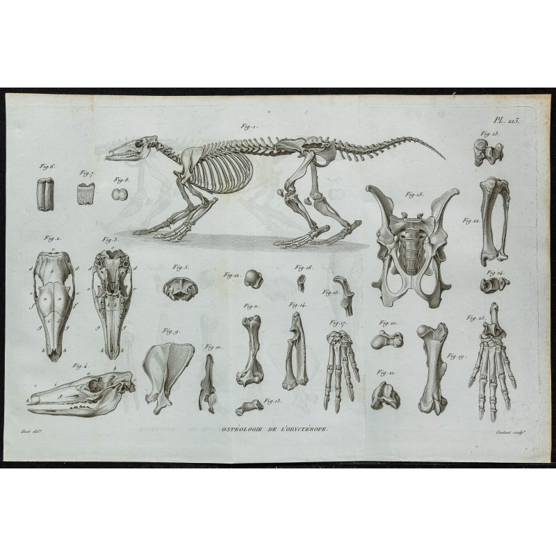 1836 - Squelette complet d'oryctérope 1836 - Squelette complet d'oryctérope