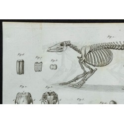1836 - Squelette complet d'oryctérope 