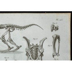 1836 - Squelette complet d'oryctérope 