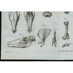 1836 - Squelette complet d'oryctérope 