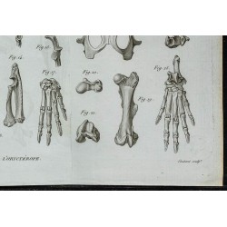 1836 - Squelette complet d'oryctérope 