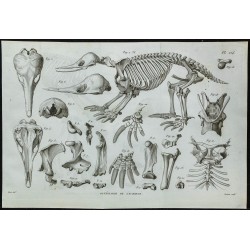 1836 - Squelette complet d'échidné 