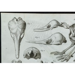 1836 - Squelette complet d'échidné 