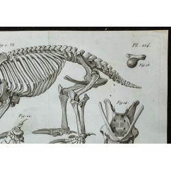 1836 - Squelette complet d'échidné 