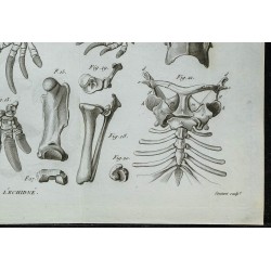1836 - Squelette complet d'échidné 