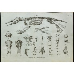 1836 - Squelette complet de l’ornithorynque 