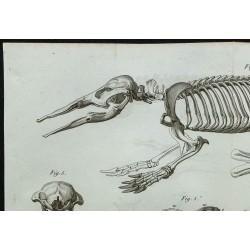 1836 - Squelette complet de l’ornithorynque 