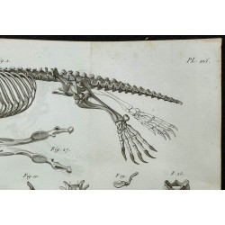 1836 - Squelette complet de l’ornithorynque 