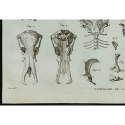 1836 - Squelette complet de l’ornithorynque 