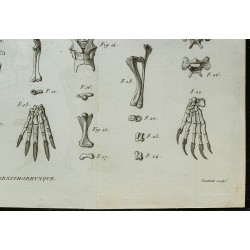 1836 - Squelette complet de l’ornithorynque 