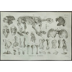 1836 - Squelette complet de mégathérium 