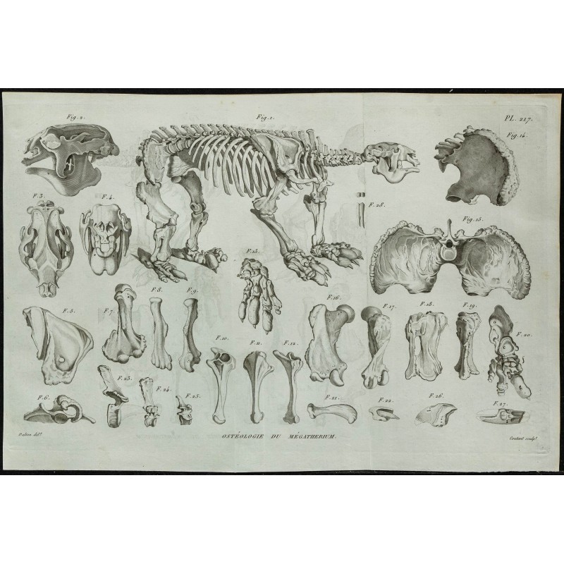 1836 - Squelette complet de mégathérium 1836 - Squelette complet de mégathérium