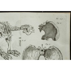 1836 - Squelette complet de mégathérium 