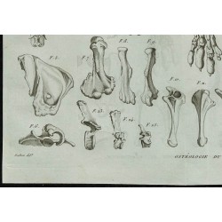 1836 - Squelette complet de mégathérium 