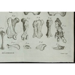 1836 - Squelette complet de mégathérium 