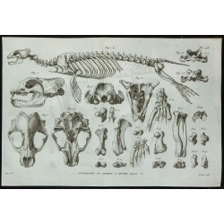 1836 - Squelette du phoque à ventre blanc 