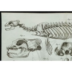 1836 - Squelette du phoque à ventre blanc 