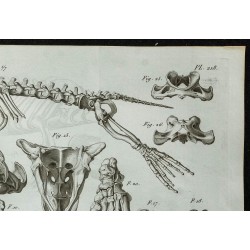 1836 - Squelette du phoque à ventre blanc 