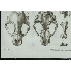 1836 - Squelette du phoque à ventre blanc 
