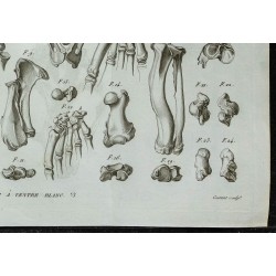 1836 - Squelette du phoque à ventre blanc 