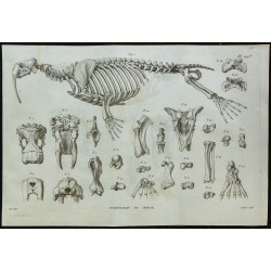 1836 - Squelette de morse 