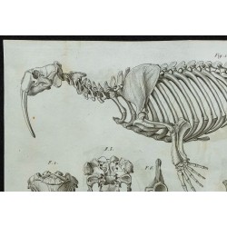 1836 - Squelette de morse 