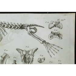 1836 - Squelette de morse 