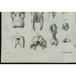 1836 - Squelette de morse 