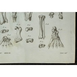 1836 - Squelette de morse 