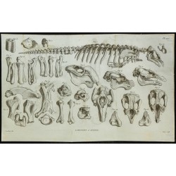 1836 - Squelette et crânes de lamantins 