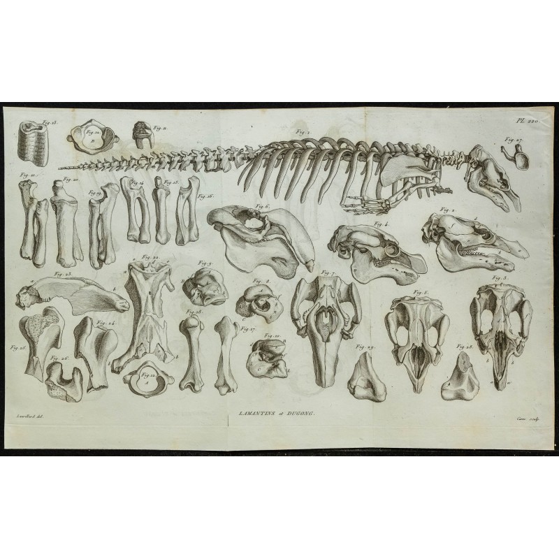 1836 - Squelette et crânes de lamantins 1836 - Squelette et crânes de lamantins