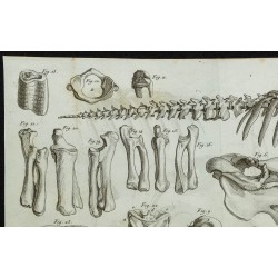 1836 - Squelette et crânes de lamantins 