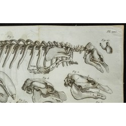1836 - Squelette et crânes de lamantins 