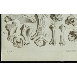 1836 - Squelette et crânes de lamantins 