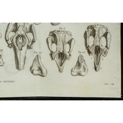 1836 - Squelette et crânes de lamantins 