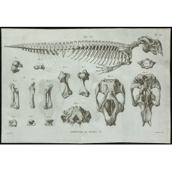 1836 - Squelette et crâne du dugong 