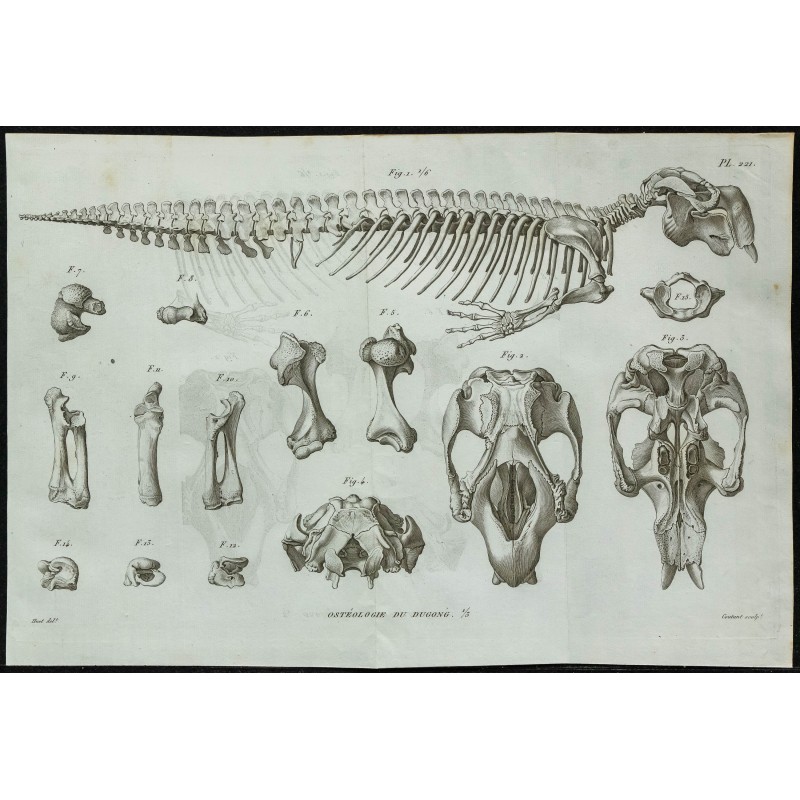 1836 - Squelette et crâne du dugong 1836 - Squelette et crâne du dugong