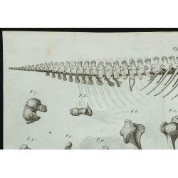 1836 - Squelette et crâne du dugong 