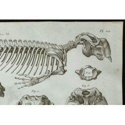 1836 - Squelette et crâne du dugong 