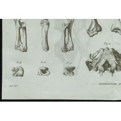 1836 - Squelette et crâne du dugong 