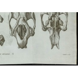 1836 - Squelette et crâne du dugong 