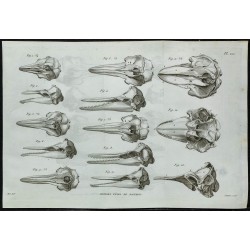 1836 - Crânes de dauphins 