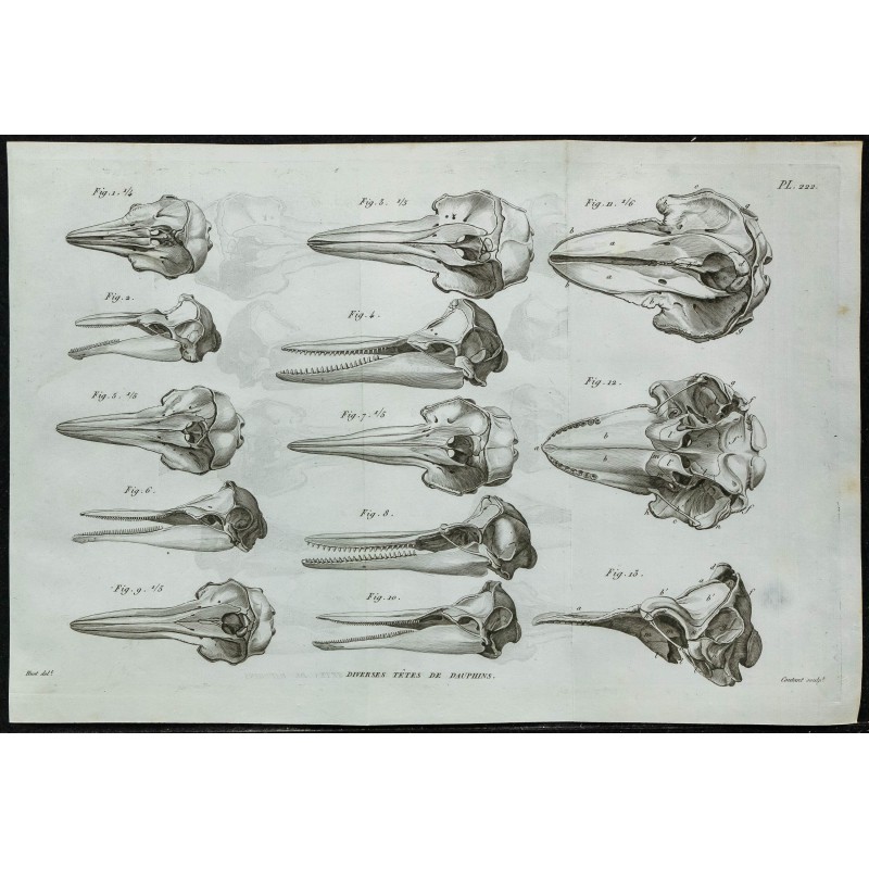 1836 - Crânes de dauphins 1836 - Crânes de dauphins