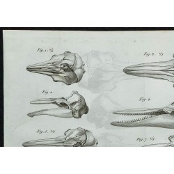 1836 - Crânes de dauphins 