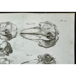 1836 - Crânes de dauphins 